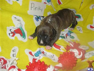 American Staffordshire Terrier Puppies for Sale